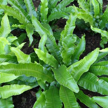 Phyllitis scolopendrium Angustifolia - Escolopendra