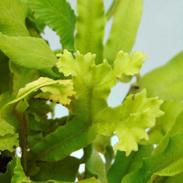 Asplenium scolopendrium Cristatum Group - Lengua cervina