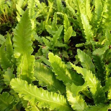 Asplenium scolopendrium Undulatum Angustatum - Lengua cervina