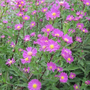 Aster novi-belgii Carmen