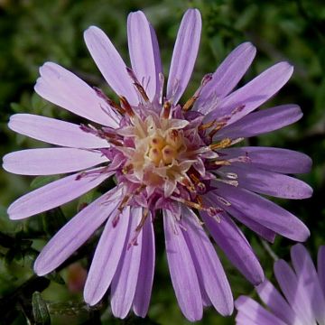 Aster lateriflorus Coombe Fishacre