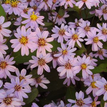 Aster ageratoides Harry Schmidt