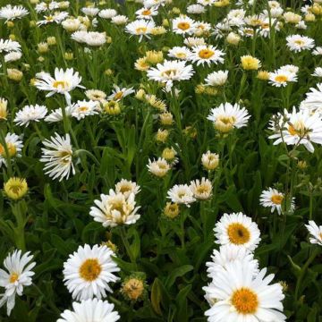 Aster alpinus Albus