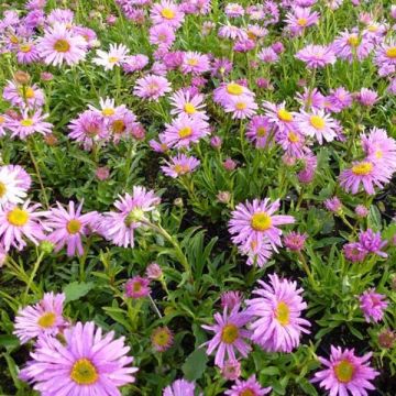 Aster alpinus Happy End