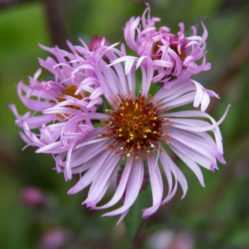 Aster carolinianus - Ampelaster