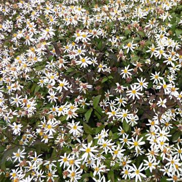 Aster divaricatus Beth Chatto