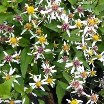 Aster divaricatus Tradescant