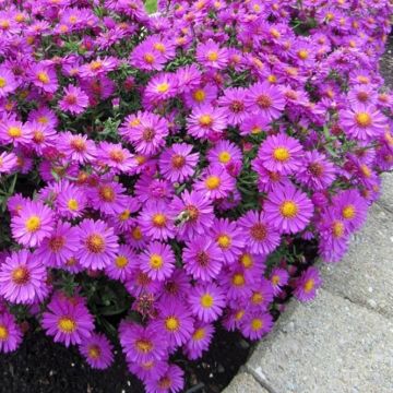 Aster dumosus Anneke