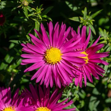 Aster dumosus Bahamas