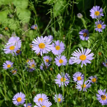 Aster novi-belgii Wood's Purple