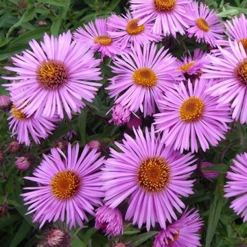 Aster novae-angliae Barrs Pink