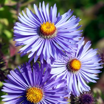 Aster novae-angliae Barrs Blue