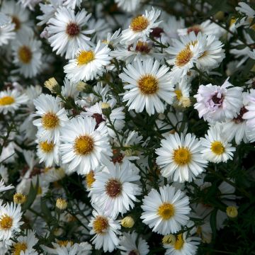 Aster novi-belgii White Lady