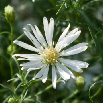 Aster ericoides var. pringlei Monte Cassino