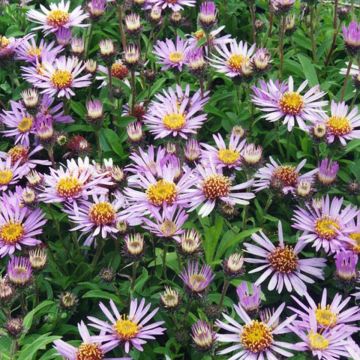 Aster sibiricus