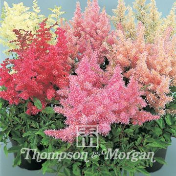 Espirea de pluma Showstar - Astilbe