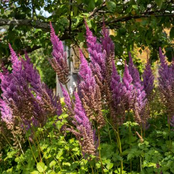 Espirea de pluma Purpurkerze- Astilbe