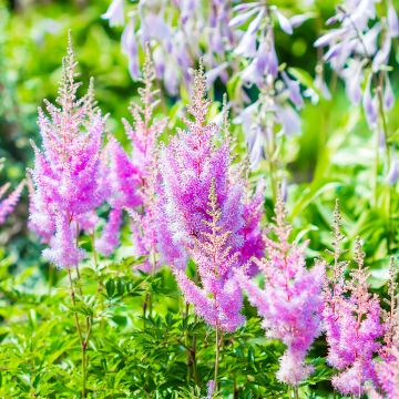 Espirea de pluma Amethyst - Astilbe