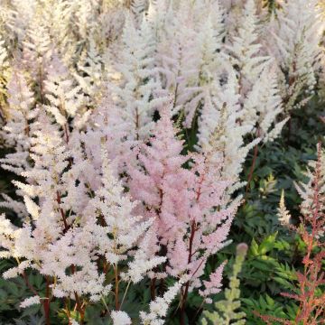 Espirea de pluma Bumalda - Astilbe