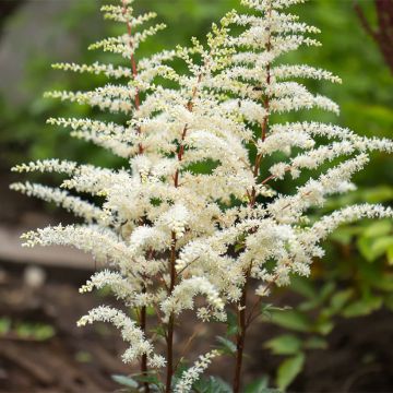 Espirea de pluma Cappuccino - Astilbe