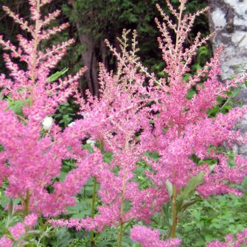 Espirea de pluma Cattleya - Astilbe