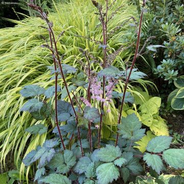 Espirea de pluma Colour Flash - Astilbe