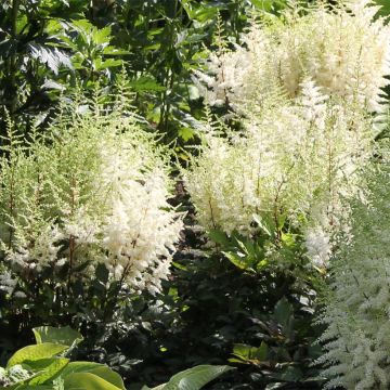 Espirea de pluma Ellie - Astilbe