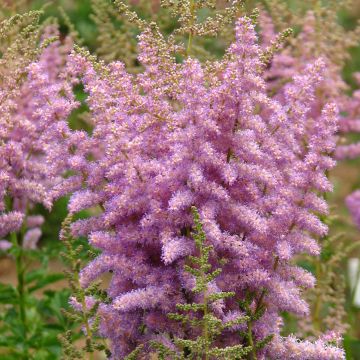 Espirea de pluma Hyazinth - Astilbe