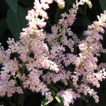 Espirea de pluma Rosa Perle - Astilbe