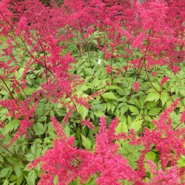 Espirea de pluma Spinell - Astilbe