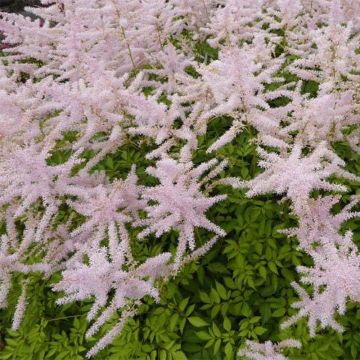 Espirea de pluma Walkure - Astilbe