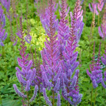 Espirea de pluma Pumila- Astilbe