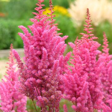 Espirea de pluma Veronica Klose- Astilbe