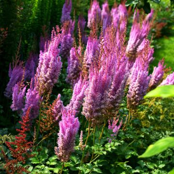 Espirea de pluma Superba- Astilbe