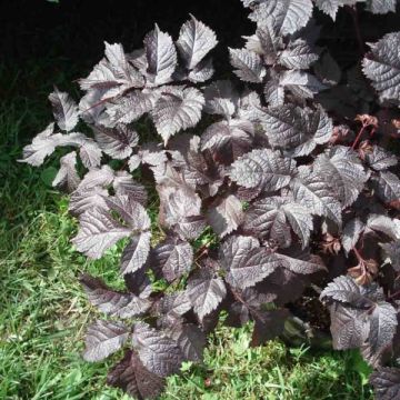 Astilbe Chocolate Shogun