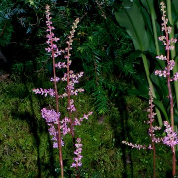 Astilbe crispa Perkeo