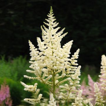 Espirea de pluma Deutschland