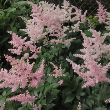 Espirea de pluma Peach Blossom