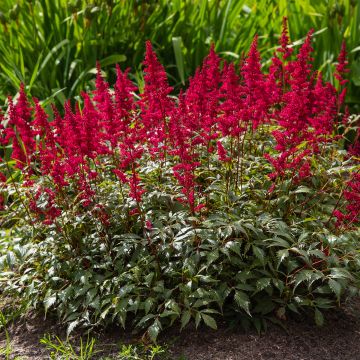 Espirea de pluma Red Sentinel