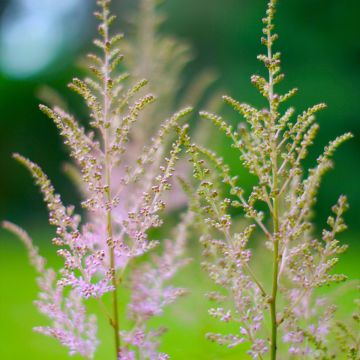 Astilbe rivularis var myriantha