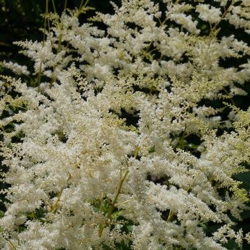 Astilbe simplicifolia Darwin s Snow Sprite