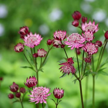 Sanícula hembra Claret - Astrantia major