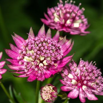 Sanícula hembra Rubra - Astrantia major