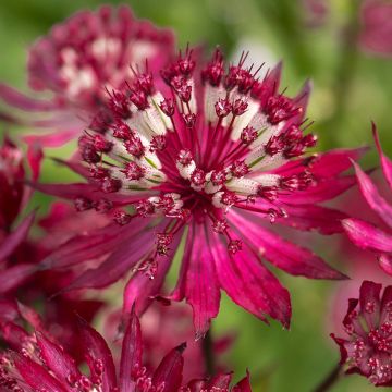 Sanícula hembra Ruby Flame Hyrume - Astrantia major