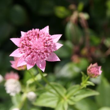 Astrantia maxima - Sanícula