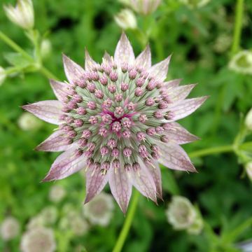 Sanícula hembra Florence - Astrantia major