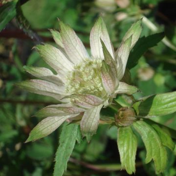 Sanícula hembra Princesse Sturdza - Astrantia major