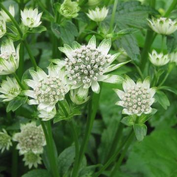 Sanícula hembra Star of Billion - Astrantia major