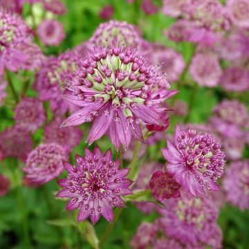 Sanícula hembra Star of Passion - Astrantia major