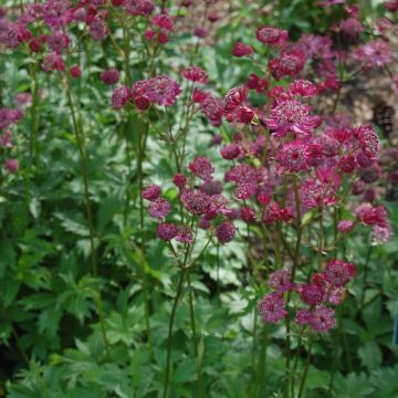 Sanícula hembra Lars - Astrantia major